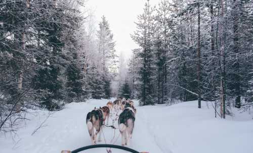 Chiens de traineau à Flaine