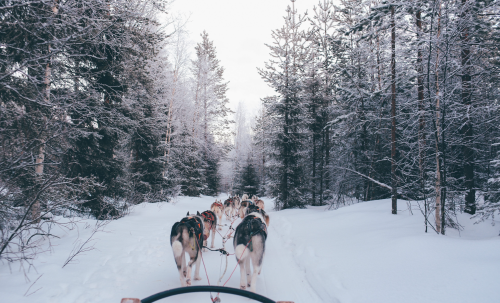 chiens-traineau-flaine-rockypop